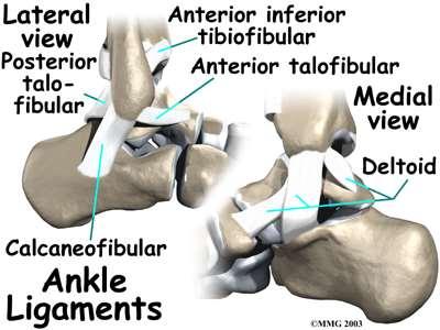 Lateralt Anterior inferior tibiofibular Anterior talofibular
