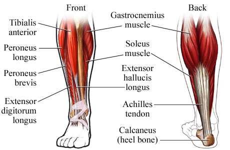 Muskulatur forside legg/ankel m.