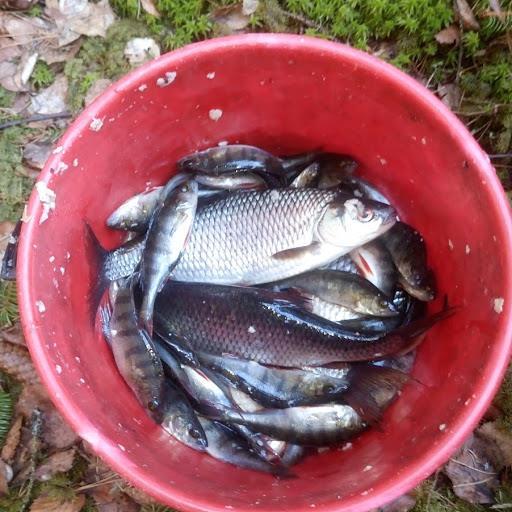 Disse er fordelt på 1-2 og 3-åringer. Teinefiske/Vannprøver Teinefiske på Ramstadsjøen, Nessetertjern, Langtjenn og Mørkåstjern er også gjennomført i 2017.