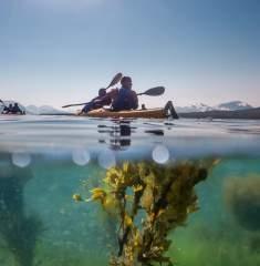 Forvent store mengder sladder og latter. Kayak i Tromsø Skjervøy Lyngenfjorden 5G lyngsalpene Å utforske området rundt Tromsø fra en kajakk er en intens og spennende opplevelse.