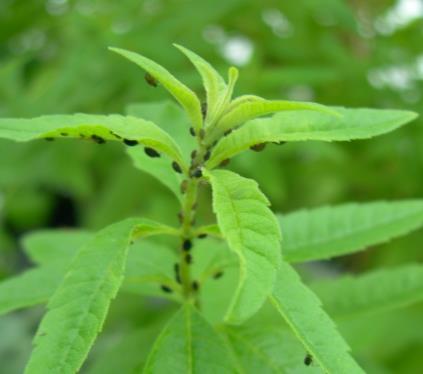 Bladlus Grønnflekket veksthusbladlus (1,8-3 mm) Ferskenbladlus (1,2-2 mm) kan være både grønn og oransje. Skade Små angrep gir ikke synlig skade. Ved store angrep dannes et klissent belegg.