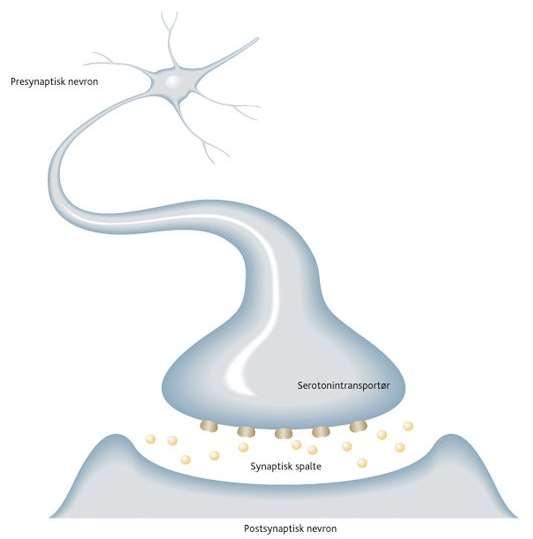 Medfødt variasjon i reseptorfølsomhet; f eks serotonintransportør Promotor -mutasjon i serotonintransportørgenet - Lang (l) eller kort (s) promotorvariant - l-allelet gir høyere uttrykk/aktivitet av