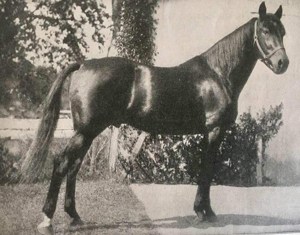 11,5a//$624,967), Power Seat (vinner av Kentucky Futurity og World Trotting Derby). Far til Arnie Almahurst er Speedy Scot.