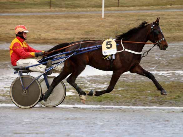 9 10 2016: 0-0 -0-0 -0-0 2015: 3-0 -0-0 -2-21.6v -4.000 Dixie Marsh 4 21,6m 4.000 4 år Mørkbr HP v. Likely Lad (US) e. Fantaisie Girl (DE) v.