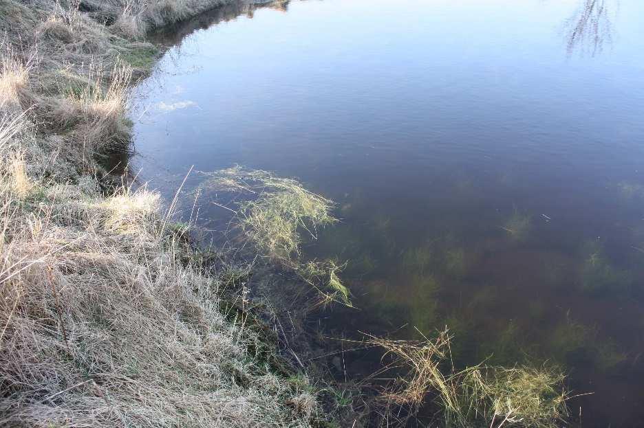 Bilde: Undervannsformen av krypsiv etablerer seg raskt i nyetablerte dammer. Denne planten etablerer mye biomasse i dammene.