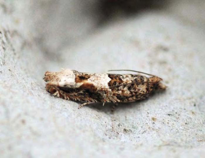 Kattostvikler (Crocidosema plebejana) ble den første sommerfuglarten
