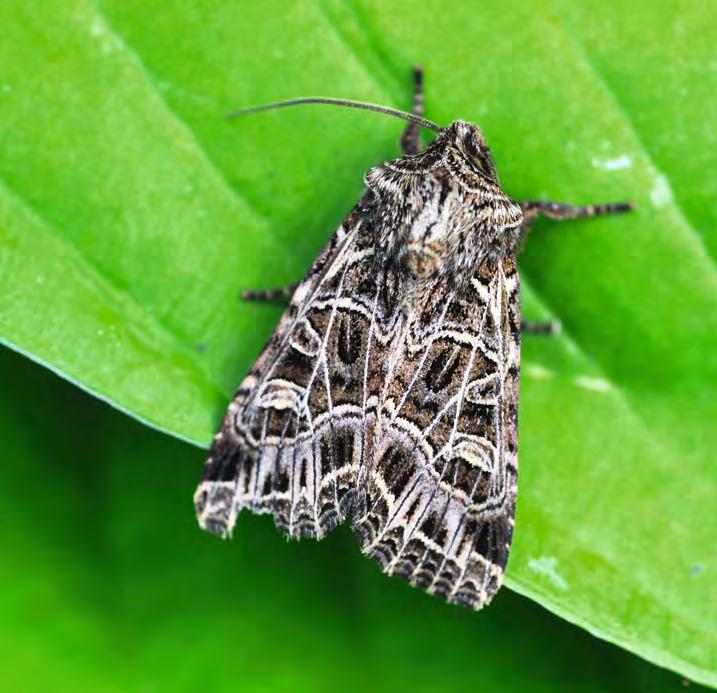 145 Engsmellefly (Sideridis reticulata).