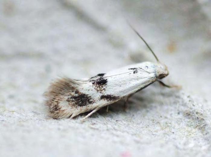 132 Elachista maculicerusella er karakteristisk med sine svarte tegninger på hvite vinger, og kan neppe ha blitt oversett tidligere.