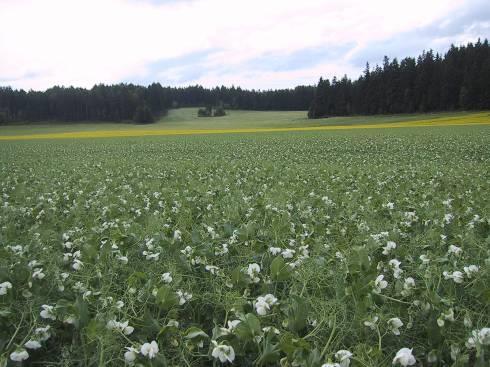 Dyrkingsveiledning Erter til modning Bjørn Inge Rostad, NLR Øst : Bilde 1. Erteåker i blomstring. Foto: Bjørn Inge Rostad. Produksjonsmål Erter har et høyt innhold av protein (ca.