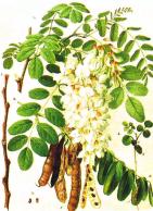 mala enciklopedija {umarstva OSNOVNI STRU^NI POJMOVI (A-@) stablo Bagrem (Robinia) Bagrem (Robinia) je rod listopadnoga drve}a i grmlja iz porodice mahunarki (Leguminosae), od oko 20 vrsta iz