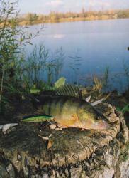 lov i ribolov Grge~ Ribolovnu sezonu, u vrijeme lovostaja na mnoge atraktivnije vrste, najzahvalnije je po~eti s grge~om, nevelikom, ali u sportskom pogledu, vrlo atraktivnom ribom.