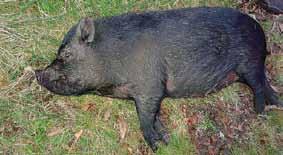 De nye observasjonene av vietnamesisk gris i Parque natural de El Hondo i Elche skal være gjort av botanikere i forbindelse med registrering av planteliv i nasjonalparken.