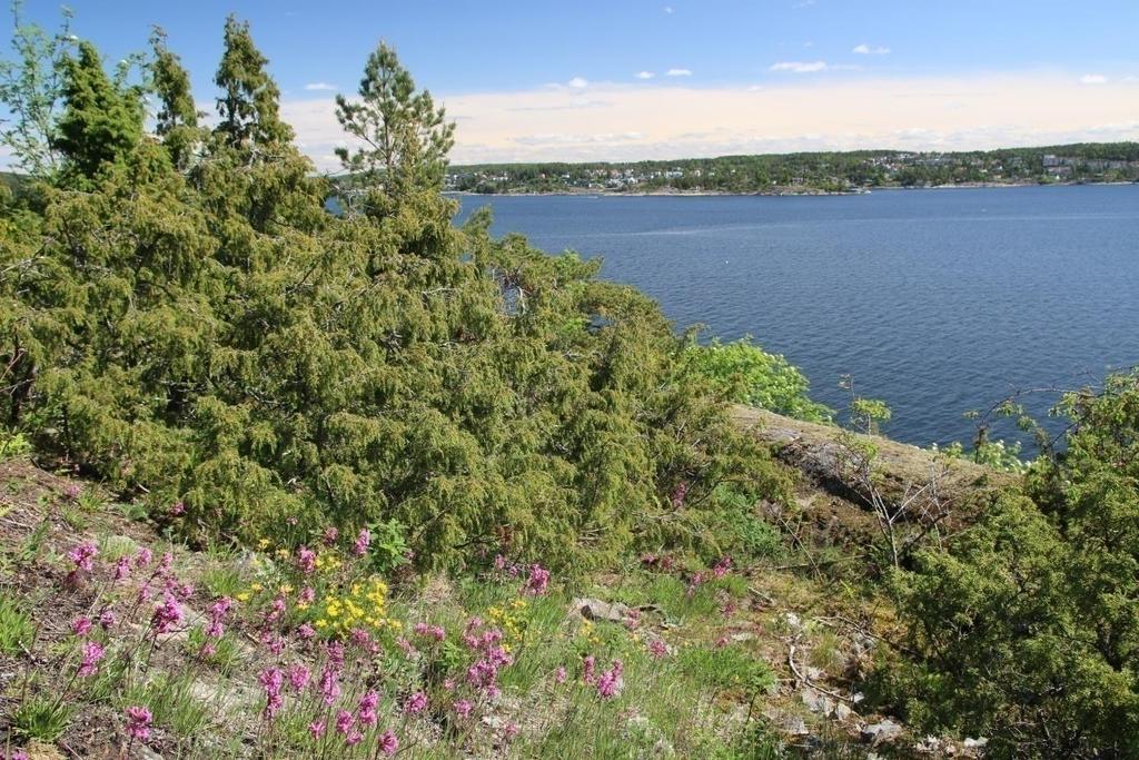 Tangen naturreservat. Verneområdene er viktige med innslag av både blomster, busker og trær.