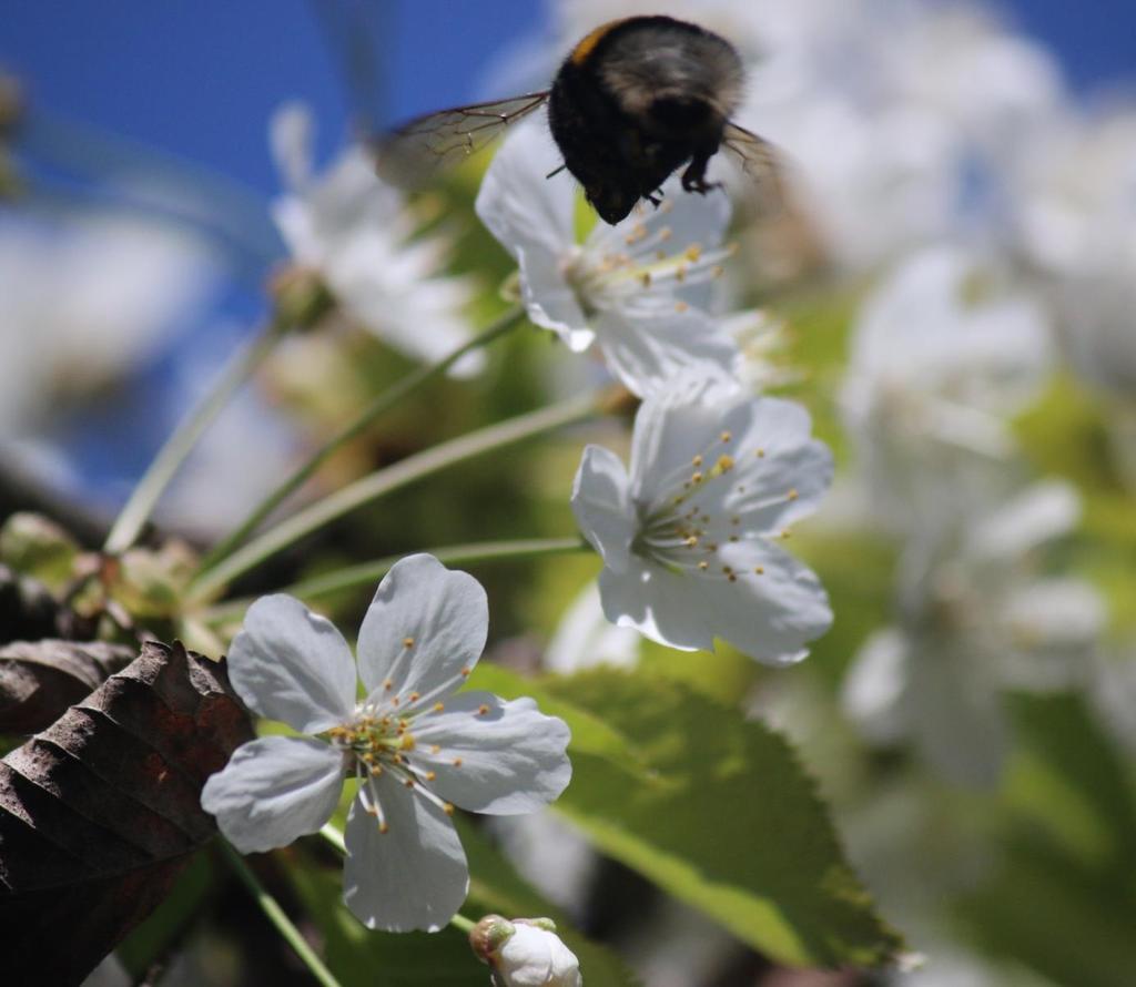 Sykkel/gangvei mellom Nesparken og Tjukkemyr: Bringebær, sverdlilje, engtjæreblom, løvetann, blåbær, dauvnesle, hestehov, selje, tjæreblomst, kratthumleblomst.