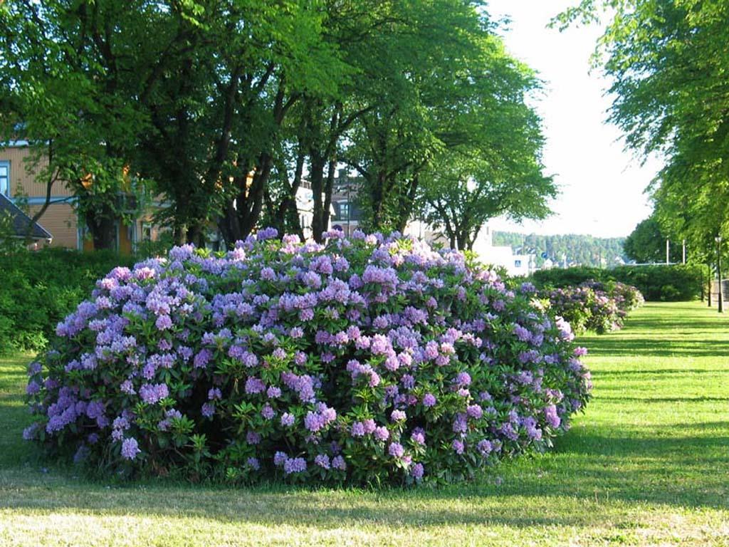 Rododendron er en populær plante for humler. I parkene har vi store bestander av planten i Kanalparken og Kirkeparken. Andre busker som er viktige for pollinerende busker i våre parker er bl.