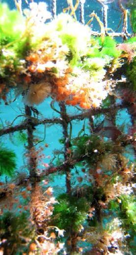 unngå groe på not, unngå eksponering av fisken, lavt stress/ liten