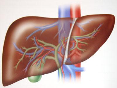 TRANSPLANTASJON AV LEVER OG NYRE