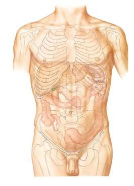 v Transplantasjoner og