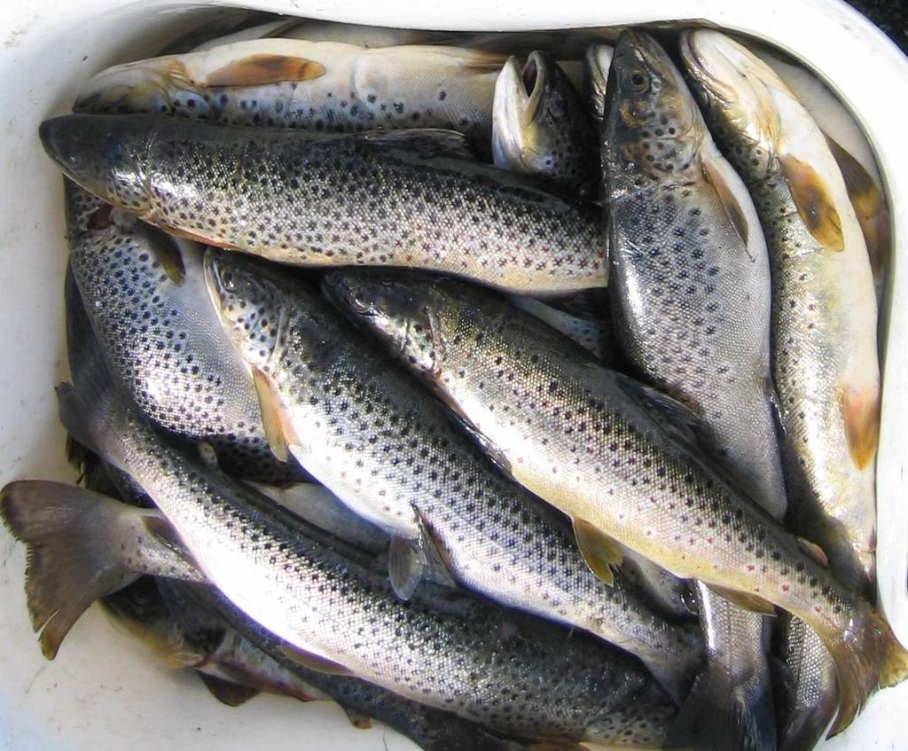 Driftsplan for fisket i Ullensvang statsallmenning
