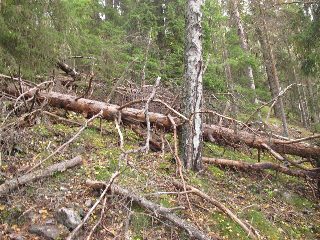 Figur 81. I øst er det bratt, tørr og eldre furuskog. Lokaliteten kan ha potensial for markboende sopp knyttet til mineralrik furuskog.