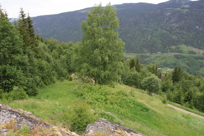 Figur 15. Lokalitetens sørlige del, som også er den minst gjenvokste delen. Foto: Jørn Magne Forland Beliggenhe