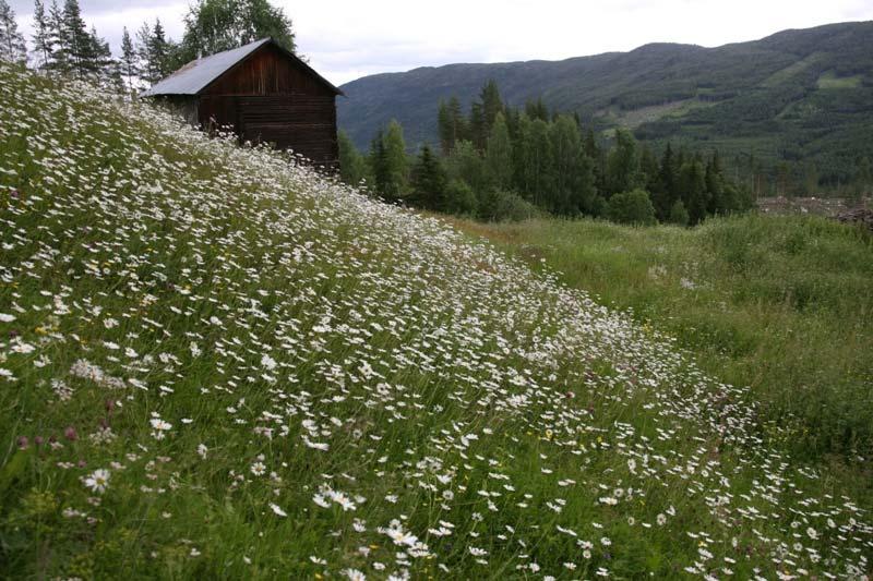 Figur 53. Tørrbakke med prestekrage, vårveronika og bakkemynte utgjør en viktig del av lokaliteten som er preget av gjengroing fra alle kanter. Foto: Jørn Magne Forland.