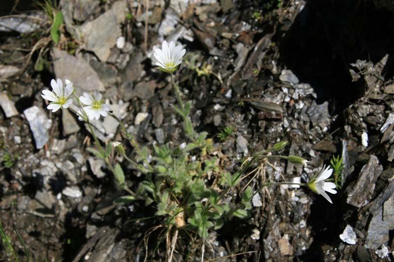 Figur 56. Fjellarve trives godt på fylllitgrunn. Foto: Jørn Magne Forland.