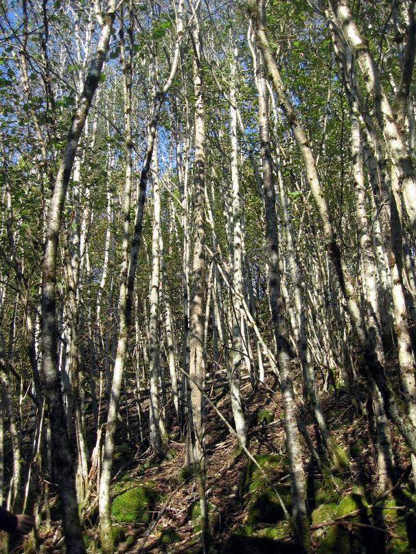 undulata). Funn av kammose (Ctenidium molluscum), mest på noe tørrere partier nær elven, kan nevnes spesielt fordi dette er en kalkindikator (Hallingbäck & Holmåsen 1985).