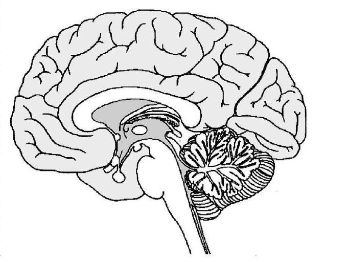Dorsolateral prefrontal cortex Klinisk: Funksjonstap. Kognitiv: Eksekutiv svikt. Implisitt læring. Fremre del av cortex cingulatum Klinisk: Kronisitet. Apati. Behandlingsrespons.
