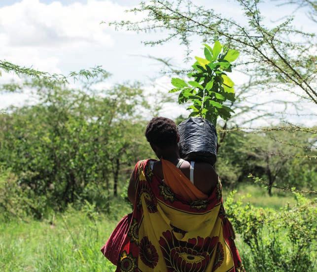 Gjenplantingsprosjektet fungerer som et visningsområde til motstand mot tørke ; områdene kan brukes som grassbank for Maasaifamilier som leier sine landområder til Basecamp for gjenplanting