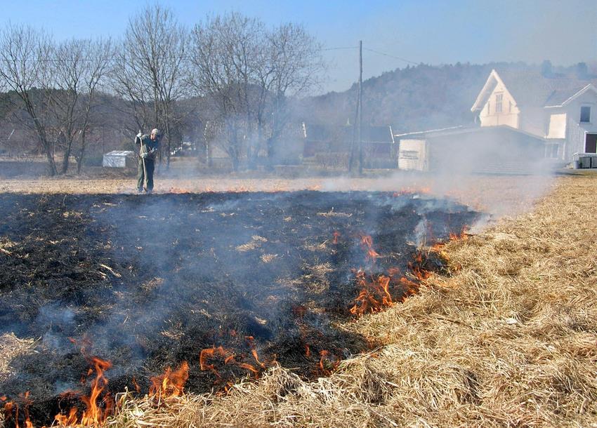 Brenning er en effektiv metode til å bli kvitt daugraset om våren i engsvingelfrøenga. Foto: Lars T. Havstad.