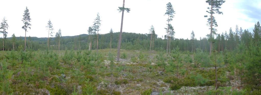 Inne fra skogsområdene er det ikke lagt opp til vegetasjonsskjerming utover det som naturlige skogsområder gir.