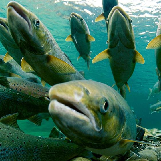 Denne tørker fiskeslammet uten tilsetning av polymerer, noe som gjør at det er tilpasset videre foredling.