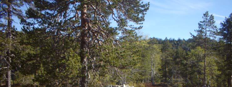 Røysa består av både bruddstein og rullestein i forskjellig størrelse. Enkelte av steinene er opptil 70 cm i diameter.