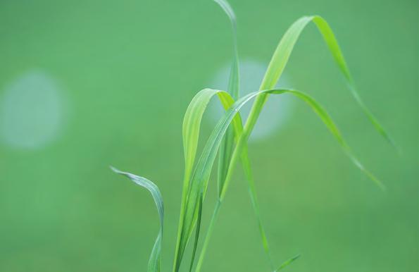 Svovelmangel gir sterk veksthemming. Mangel vises først på yngre blad som blir blekt grønne til gule.