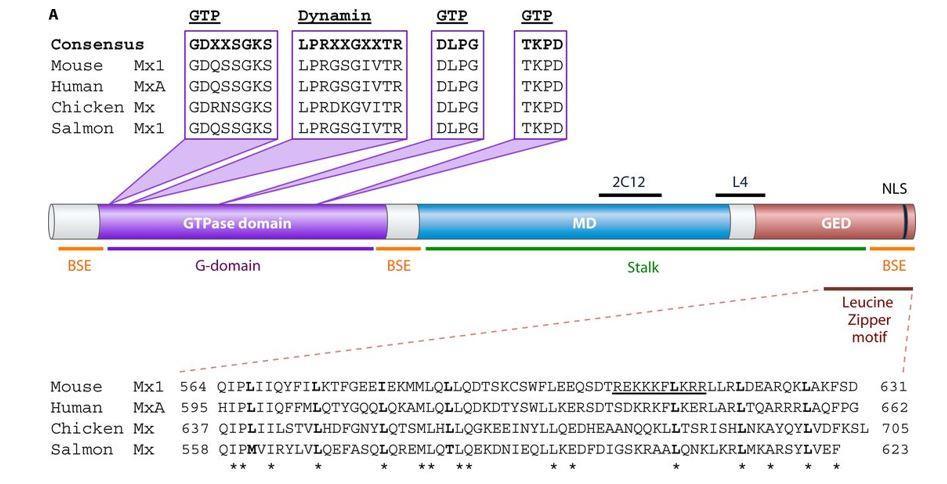Innledning laks er det kjent at Mx-proteiner hemmer replikasjon av IPN-virus (Larsen, Røkenes & Robertsen, 2004). 1.8.