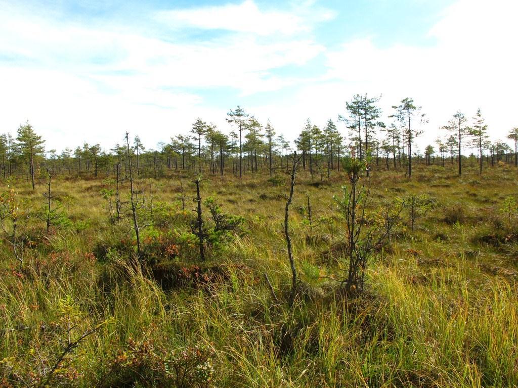 3.4.14 Aurstadmåsan NR Aurstadmåsan er omgitt av dyrka mark, skog og en fylkesvei. Myren er kartlagt som en intakt lavlandsmyr med utformingen velutviklet høgmyr.