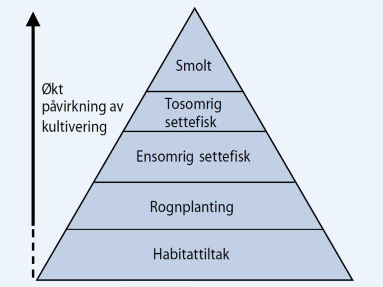 Figur 3. Fiskens tilpassingsevne til utsettingslokaliteten blir redusert med opphaldstida i kultiveringsanlegget.