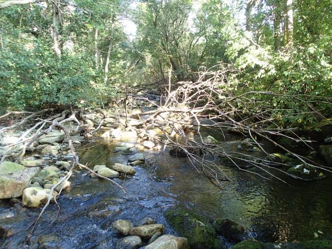 Habitatforhold for fisk Fra flomålet og opp til andre veibro er Stårheimselva preget av småkulper og stryk. Substratet er dominert av stein og blokk, men det er også en del småstein og litt grus.