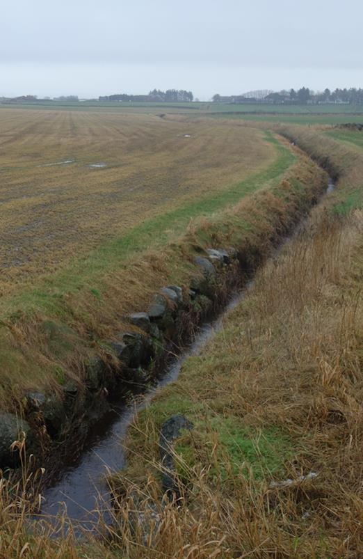 kantsoner med gras og