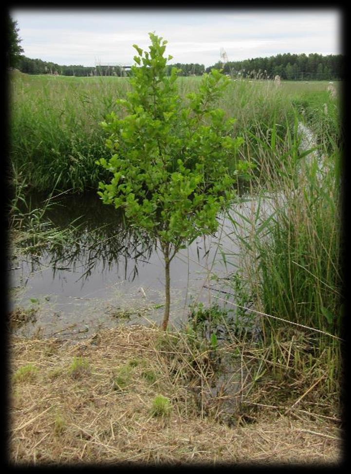 E Erfaringer fra treplanting langs vannkanten i