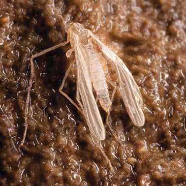 Myggen i mørket I en mørk, dyp grotte på tusen meters dyp har forskere oppdaget en helt usannsynlig innbygger: en mygg.