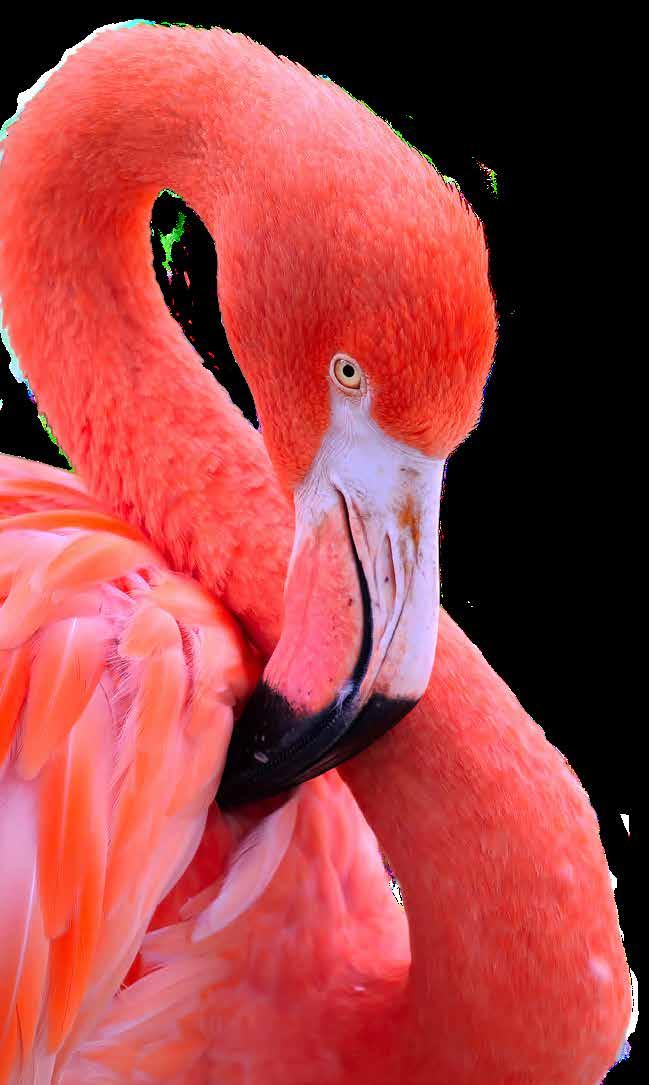 Flamingoen er utstyrt med egen, rosa sminke. grå sommerdrakt. Når snøen smelter før den har skiftet fjær, gnir den ofte jord på de hvite fjærene sine for å bli mindre synlig.