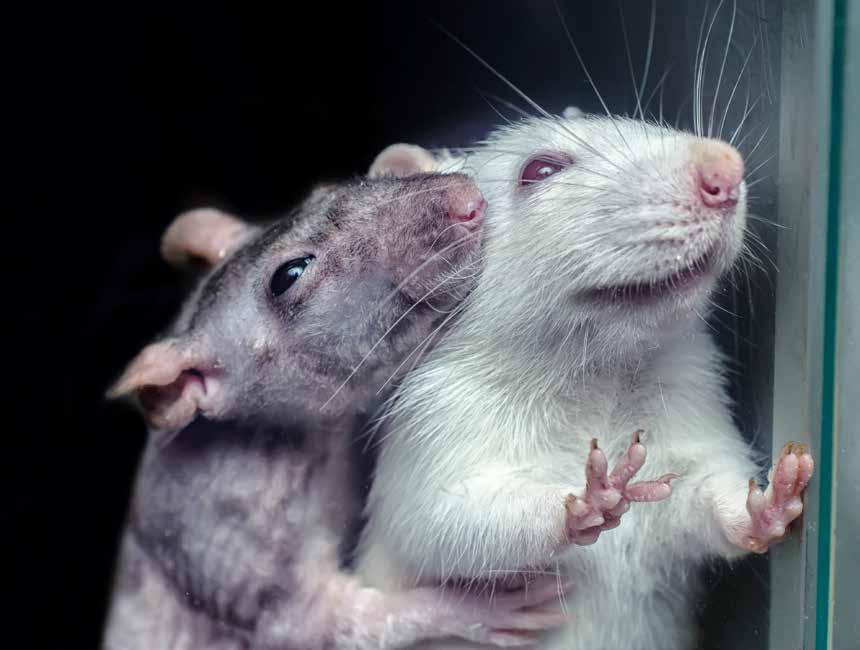 «Kil ei rotte og hør den le! Rotta liker å bli kilt. Akkurat som oss.
