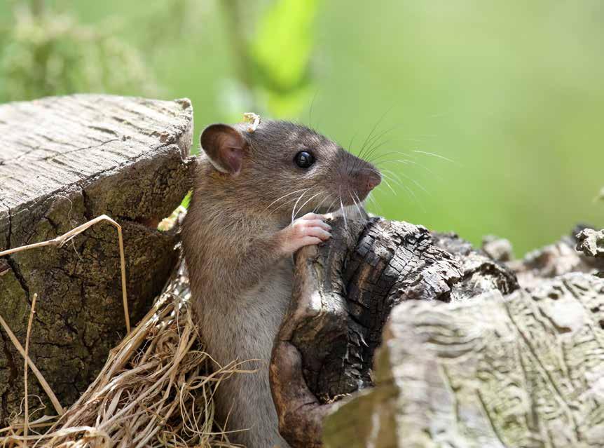 Sterkere mus er bedre laboratoriemus FOTO: SHUTTERSTOCK Forskere lot laboratoriemus bo sammen med «vanlige» mus for å styrke immunforsvaret.