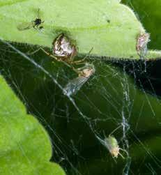 opp En korsedderkopp venter på at et insekt skal fly inn i nettet og sette seg fast.