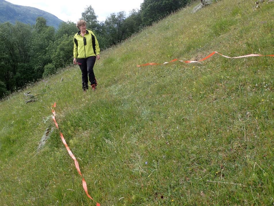 Grunneier Dagrun Forbregd deltok på opptellinga på Skorem Nesto, som