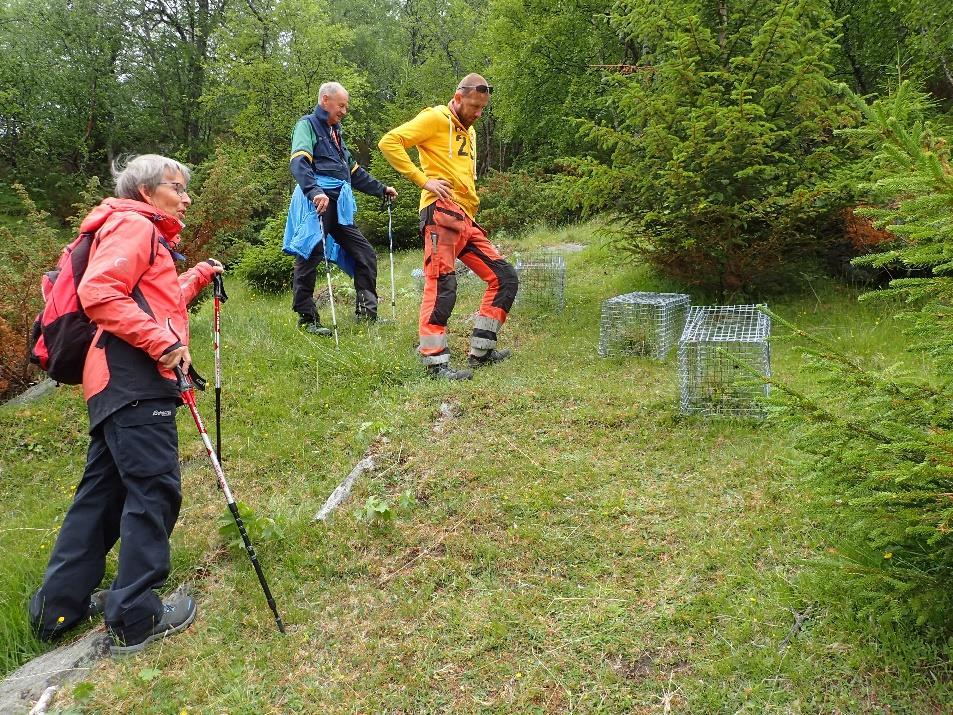 På Vammervoll er det dels sommerbeite av sau, og både nettinggjerde, elgjerde og minkbur nyttes for å skille sau fra blomstrende svartkurle.