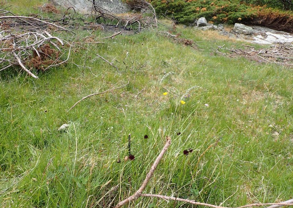 Ved Kvernbekken ovenfor Vammervoll nordi finnes også en bestand av svartkurle (opptalt 25 i 2018). Her foregår rydding av einer.