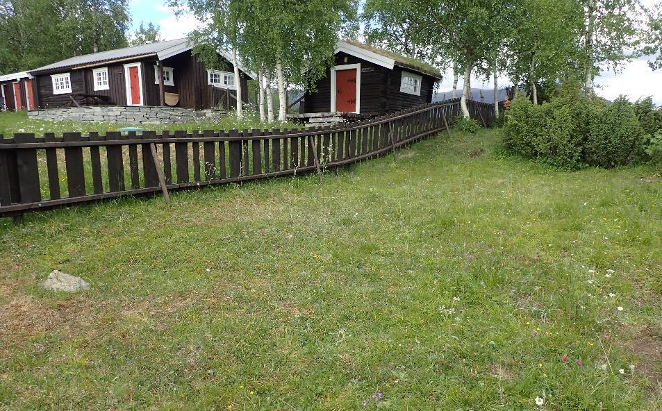 På Berghøgda (Ålbusberga) ble det funnet én svartkurle innenfor hyttegjerdet (hvor det slås) og én utenfor (hvor